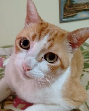 Lo más tierno que verás hoy es este gato que canta ¡MIAU!