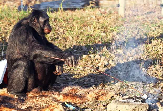 Los chimpancés también tienen la capacidad de cocinar