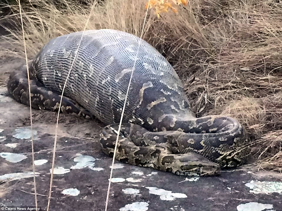 ¡Glotona! Esta pitón se comió un puercoespín y así quedó (Fotos)