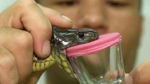 Casos de mordeduras de serpientes se incrementan en eje Panamericano