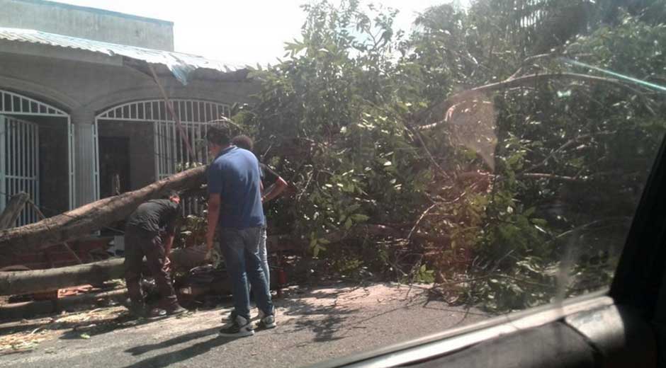 Un muerto y un herido por caída de un árbol en Miranda