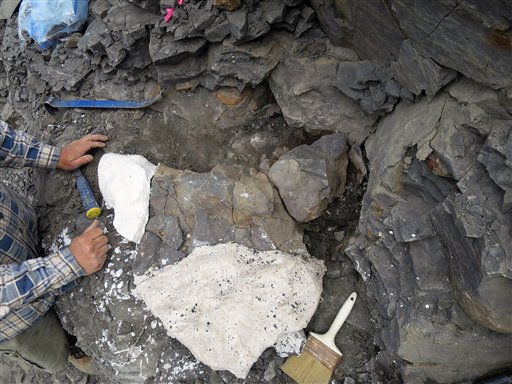 Foto: En esta imagen de junio de 2015 proporcionada por la Universidad del Museo del Norte de Alaska, el yaimiento donde se ve una porción articulada de la columna del recién descubierto fósil del elasmosaurio, visible a la derecha en la pequeña capa de yeso blanco, en las montañas de Talkeetna, en Alaska. En la parte cubierta de yeso se encuentra la escápula del elasmosaurio / AP