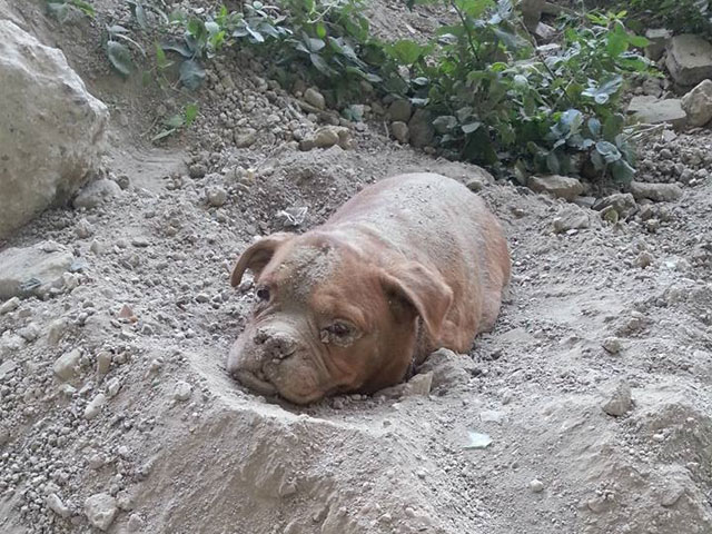 A esta perrita la enterraron viva y causó un gran revuelo en Francia