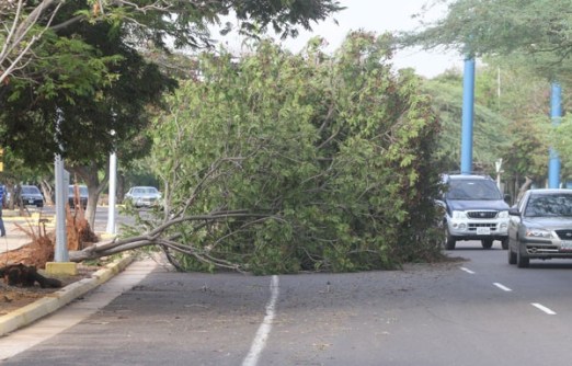 arboles caidos Maracaibo4