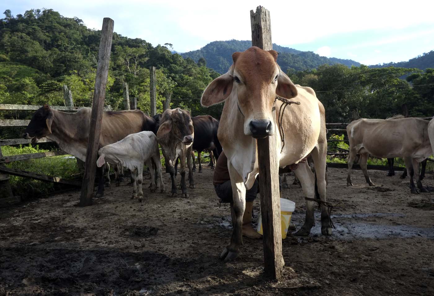 Fedenaga: Productor ganadero debe luchar con el precio de la carne y la inseguridad
