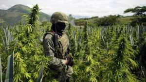 Autoridades de EEUU incautan 300 kilos de marihuana cerca de Jamaica