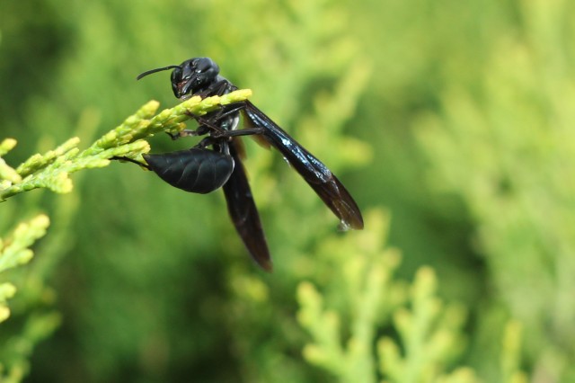 El veneno de una avispa brasileña para combatir el cáncer