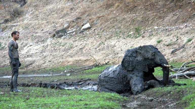 El dramático y vano rescate de un elefante en 15 fotografías