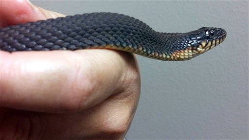 Serpiente cautiva vuelve a reproducirse sin aparearse