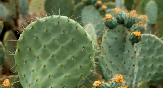 El 30 % de las especies de cactus están en peligro de extinción