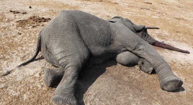 Al menos 14 elefantes mueren envenenados en Zimbabue