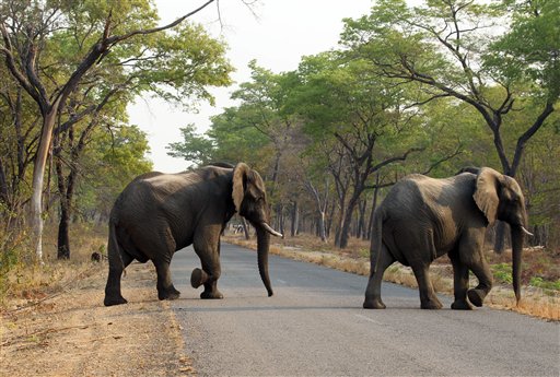 En esta foto del 1 de octubre del 2015, elefantes cruzan un camino en el Parque Nacional de Hwange, unos 700 kilómetros al suroeste de Harare, Zimbabue.Catorce elefantes murieron envenenados por cianuro de potasio en tres incidentes separados en Zimbabue, anunció el martes, 6 de septiembre del 2015, una funcionaria de la agencia de parques.  (Foto AP/Tsvangirayi Mukwazhi)