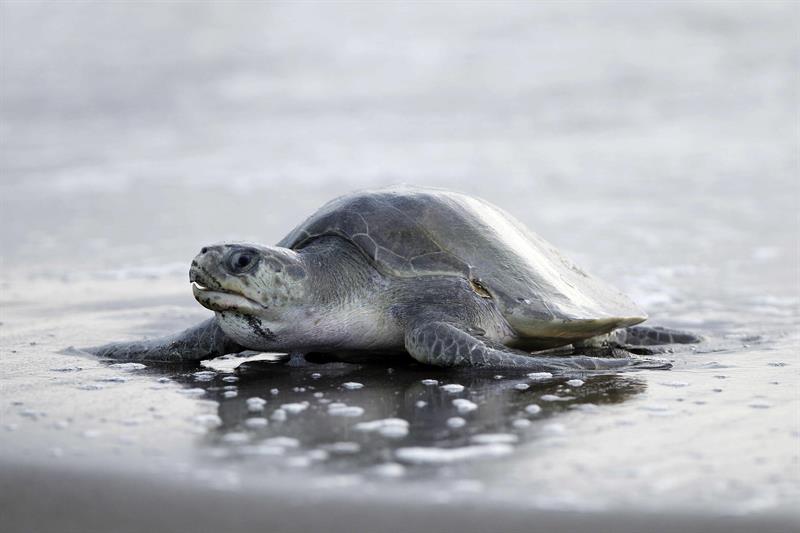 El regreso de las Tortugas Lora, un espectáculo que deslumbra a miles en Costa Rica