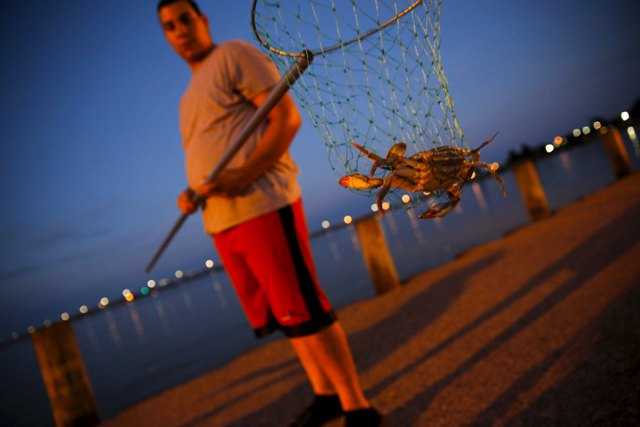 Josue Vega redes de cangrejos uno por uno con su familia en una playa de estacionamiento colindante Long Wharf Park en Cambridge, Maryland 26 de agosto de 2015. Los jóvenes de las pequeñas ciudades costeras rurales de la Bahía de Chesapeake, a caballo entre los orientales estados de Maryland y Virginia, están evitando el pago irregular de los "marineros", que capturan cangrejos utilizando habilidades como cebo una olla de cangrejo o el manejo de un palangre artesanal, que antes pasaban de generación en generación. Los trabajadores de temporada procedentes de México llenan muchos de los trabajos manuales en la selección de casas de procesar los crustáceos. La industria se enfrenta a otros vientos en contra, las cuestiones ambientales y un mercado agrícola cada vez más global entre ellos. La cosecha del año pasado fue el más bajo registrado en 25 años después de la población de cangrejos se estrelló en la década de 1990 y principios de 2000. REUTERS