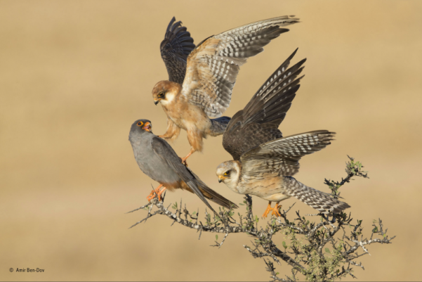 Ganador (categoría pájaros): Armir Ben-Dov (Israel)