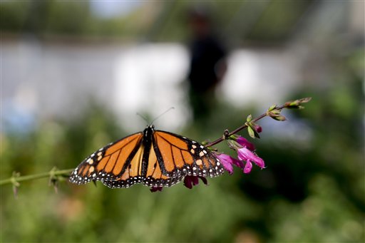 (Foto AP/Gregory Bull)