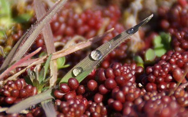 Descubren en Brasil una proteína del café con efecto similar al de la morfina