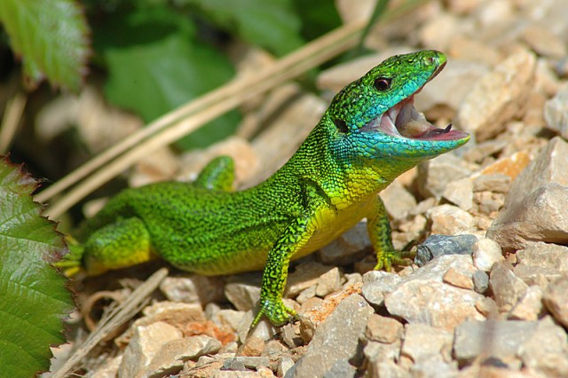 Foto: animalesexoticos-reptiles.blogspot.com