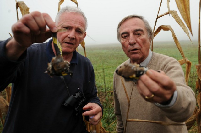 Presidente de la Liga de Protección de Aves (LPO) Allain Bougrain-Dubourg (R) y un LPO Goldfinchs muestran militantes asesinados por una trampa que se encuentra en un campo de maíz durante una acción en contra de la caza furtiva pinzón, el 9 de noviembre de 2015, de Audon, al sur oeste de Francia. AFP PHOTO / GAIZKA Iroz