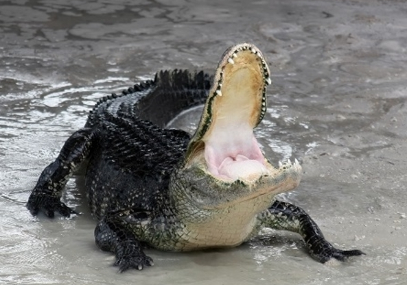 caiman