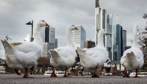 Los gansos caminan a lo largo de las orillas del río Main el 18 de noviembre, 2015, en Frankfurt am Main, Alemania occidental, como el distrito financiero de la ciudad se puede ver en el fondo. AFP PHOTO / DPA / FRANK Rumpenhorst