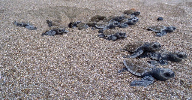 Calentamiento amenaza con freír nidos de tortuga en Panamá