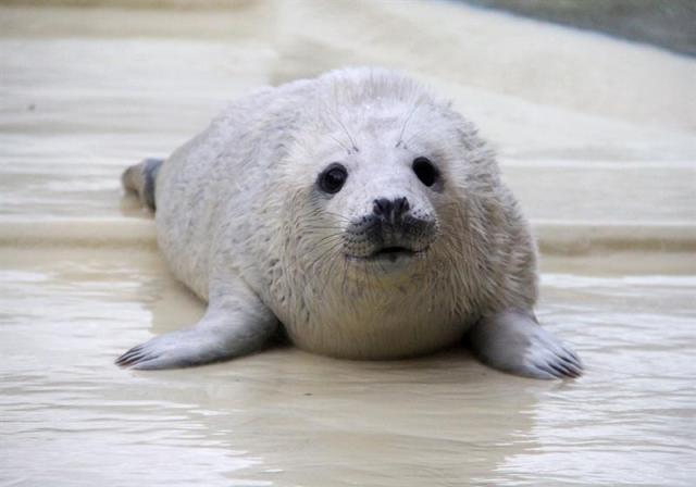 Una cría de foca gris permanece tumbada en la unidad de focas en Friedrichskoog, Alemania, hoy 21 de diciembre 2015. EFE/Wolfgang Runge