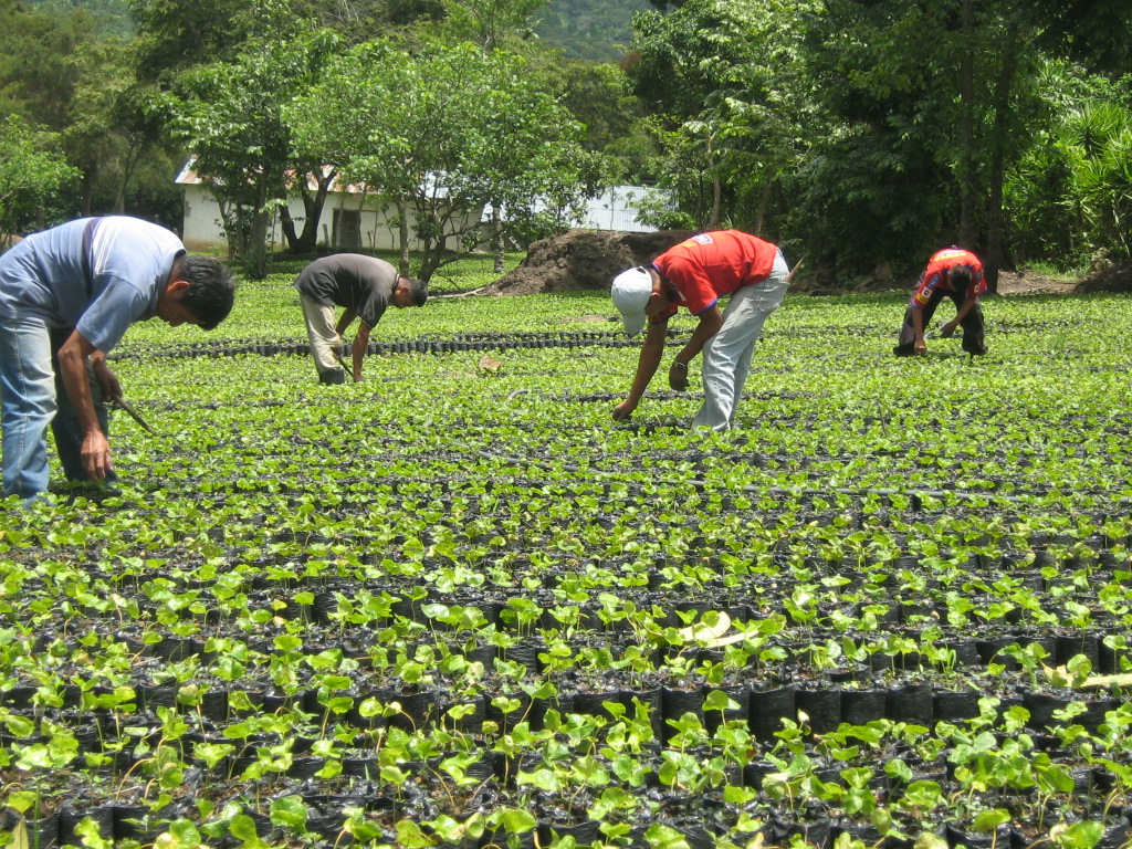 Ingenieros Agrónomos y afines pone a disposición sus conocimiento de producción de alimentos en cuarentena