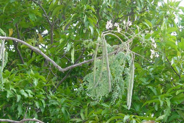 Conoce todos los beneficios de la moringa, el árbol milagroso