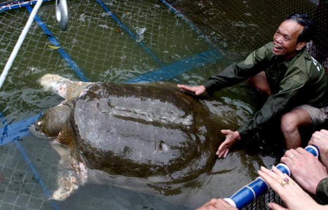 Miembros de los servicios de conservación observan a la tortuga Cu Rua tras su captura en el lago Hoan Kiem de Hanoi (Vietnam) en una foto de archivo tomada el 3 de abril de 2011. La muerte de esta tortuga, muy popular en el país, ha apenado a gran parte de la sociedad tras conocerse ayer, 19 de enero de 2016. La tortuga llamada Cu Rua (Bisabuelo) ha vivido en el lago Hoan Kiem desde el siglo XIX, tenía alrededor de 120 años, según uno de sus cuidadores, aunque algunas personas creían que tenía más de 700 años. EFE/Str