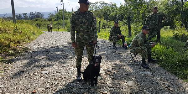 Él era “Azabache” el labrador antiexplosivos que murió y salvó a 30 soldados de caer en una mina (Fotos)