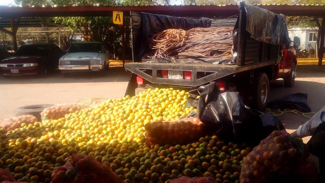 Detuvieron a tres hombres en Zulia con más de tres toneladas de guayas