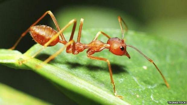 Científicos descubrieron una especie de hormiga que nunca envejece