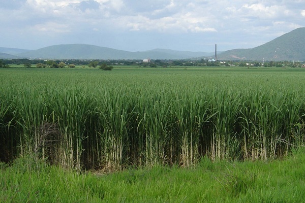 Azucareros denunciaron que nacionalización del sector disminuyó la producción