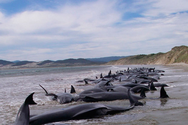 Caso de ballenas muertas en la Patagonia chilena puede ser un fenómeno periódico