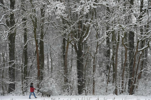 Un cochecito recorre con su perro en un día de nieve, cerca del pequeño pueblo de Baviera Olching, cerca de Munich, sur de Alemania, el 1 de marzo de 2016. CHRISTOF STACHE / AFP