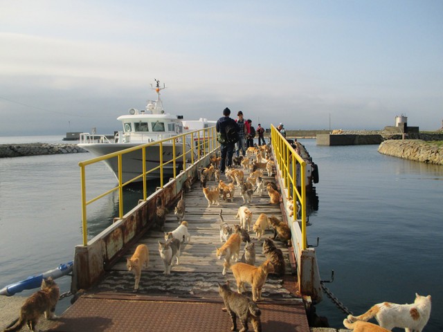 Aoshima, la isla de los gatos, solicitó comida a través de las redes sociales y así reaccionaron