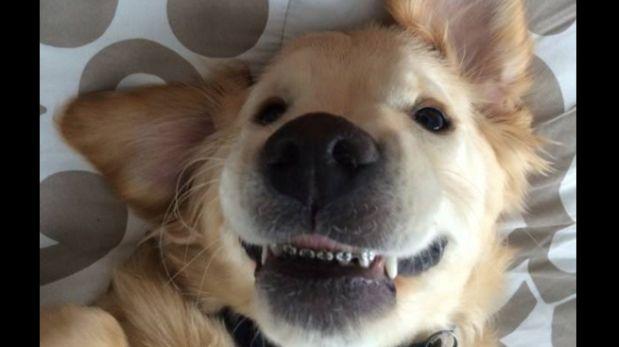 Conoce a “Wesley”, el perro con brackets (Fotos + Muere de ternura)