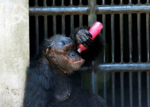 Un chimpancé disfruta de un zumo helado en el zoo Dusit de Bangkok, Tailandia, hoy, 17 de marzo de 2016. El país sufre una ola de calor tras la peor sequía registrada en décadas. EFE/Rungroj Yongrit