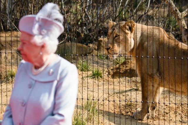 Una leona anda en su nuevo recinto como la reina Isabel II asiste a la inauguración oficial de "la tierra de los leones" exhibición en el zoológico de Londres el 17 de marzo de 2016. Tierra de los leones formará un nuevo centro de cría de un grupo de especies en peligro asiática leones, de los cuales sólo 500 permanecen en su hábitat natural. LEON NEAL / AFP