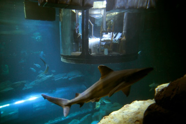 La gente mira a los tiburones desde una estructura de habitación bajo el agua instalada en el acuario de París, Francia, 14 de marzo de 2016. Airbnb y el acuario de París ganadores del concurso de oferta de una noche bajo el agua para dormir con tiburones y crean una plataforma de investigación para las especies de tiburones "mal entendido". Fotografía tomada 14 de marzo de 2016. REUTERS / Charles Platiau