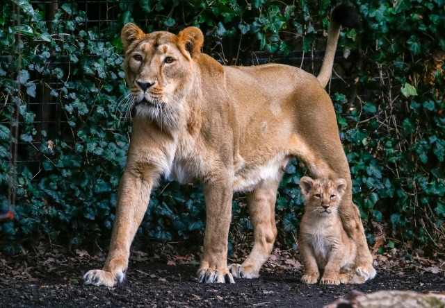 Un cachorros de león asiáticos, nacidos el 25 de enero de 2016, se sienta junto a su madre Lorena mientras se le presenta al público en el Parque Planckendael en Mechelen, Bélgica 30 de marzo de 2016. REUTERS / Yves Herman