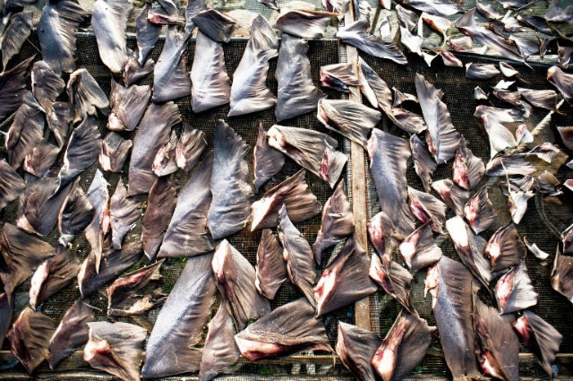 Tiburones aletas cortadas y preparadas por los aldeanos locales se ven secado al sol en el pueblo de pescadores Lampulo, en Banda Aceh, la provincia de Aceh, el 6 de abril de 2016. Grupo de Conservación de Tiburones Guardar Indonesia afirma que el país es el mayor proveedor de aletas de tiburón en el internacional mercado. Los datos de Greenpeace Indonesia muestra que el país produce al menos 486 toneladas de aletas de tiburón secas. CHAIDEER Mahyuddin / AFP