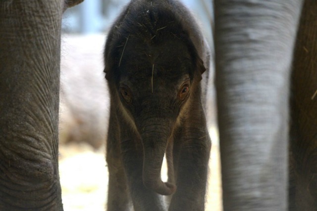 Este cuadro zapatos dos días un viejo elefante indio y su recinto el 06 abril, 2016, en el Zoo de Praga, República Checa. El bebé elefante nació durante la noche del 05 de abril de, 2016, y los pesos de 104 kilogramos. Michal Cizek / AFP