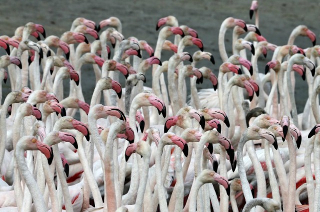 flamencos rosas de pie en el agua en el barrio de Ras al-Khor santuario de fauna en las afueras de Dubai, en los Emiratos Árabes Unidos, el 5 de abril de 2016. El santuario que es único humedal desierto de Dubai ocupa alrededor de 2,4 millas cuadradas en las orillas de Dubai Creek y consta de marismas, lagunas, estanques y manglares. KARIM SAHIB / AFP