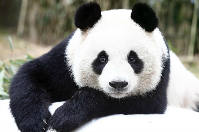 Empresa china transforma la caca de panda en pañuelos de papel