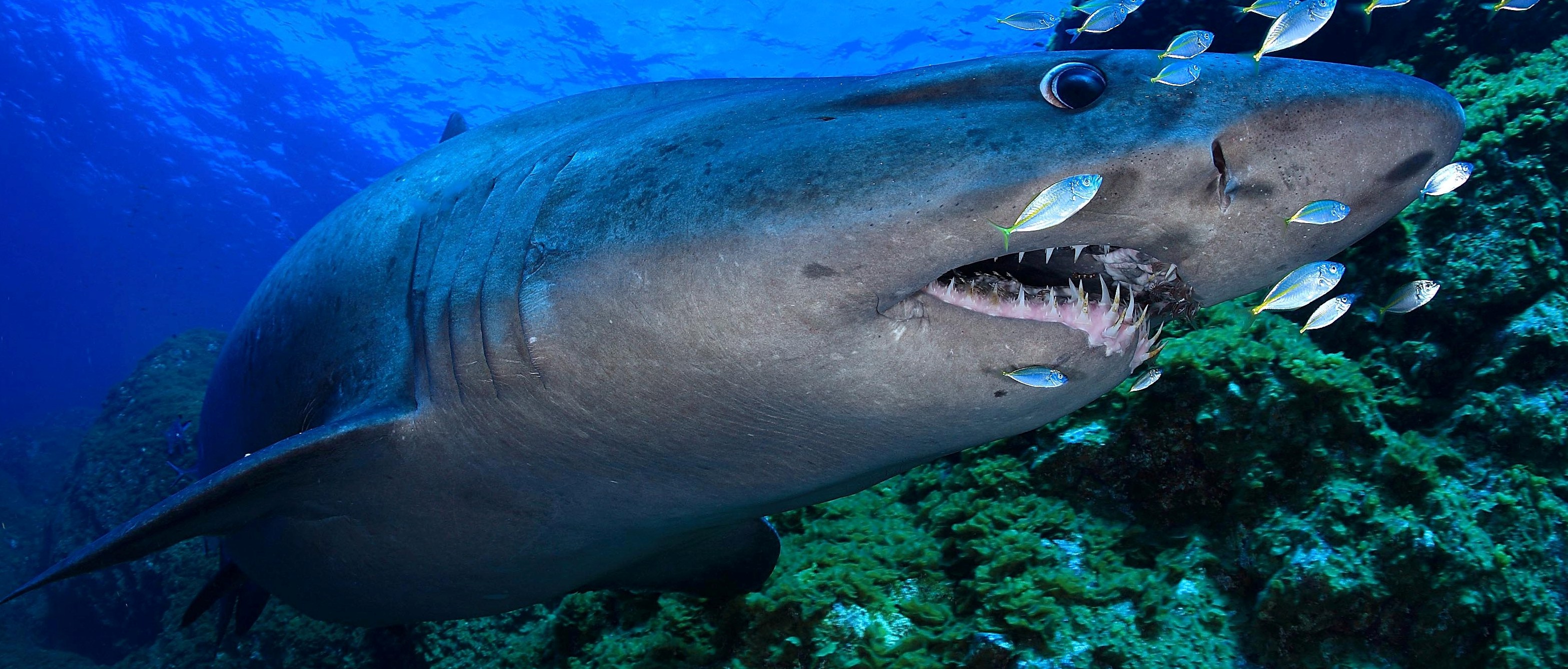 Tiburón toro muerde a buzo frente a playa de Florida