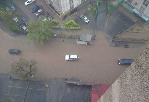 Palo verde lluvia