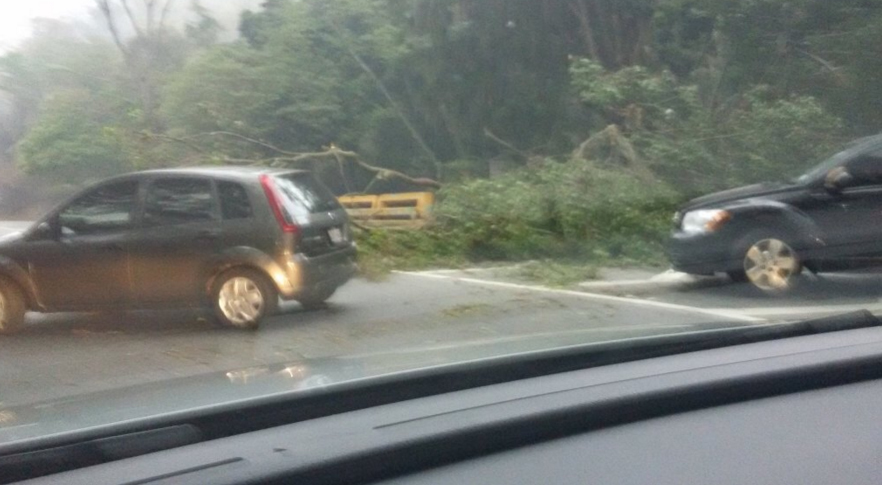 Trancado el paso en la Cota Mil por árbol caído (Fotos)