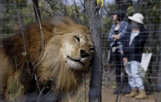 (Foto AP/Themba Hadebe)